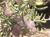 白枸杞硬枝