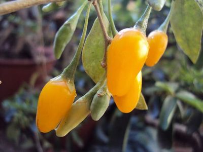 黄果枸杞硬枝